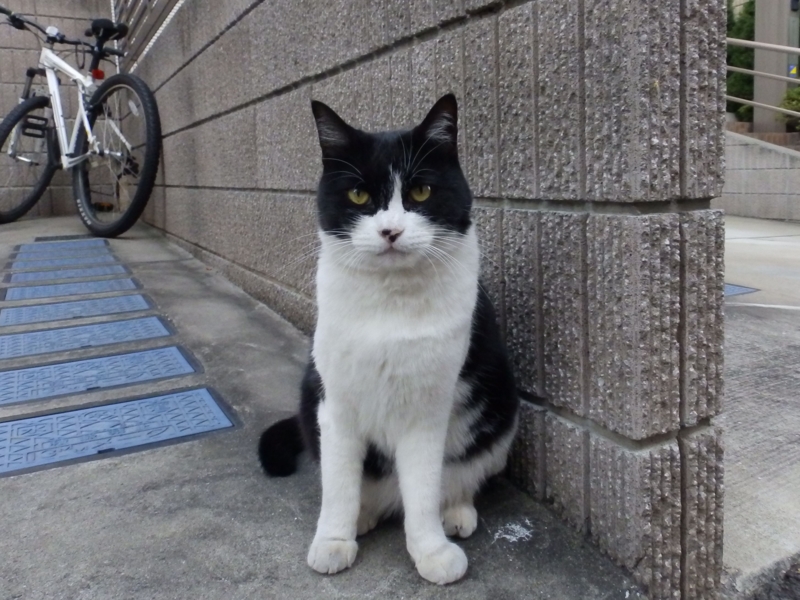 f:id:garadanikki:20141203090929j:plain