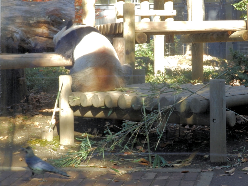 f:id:garadanikki:20141211121921j:plain