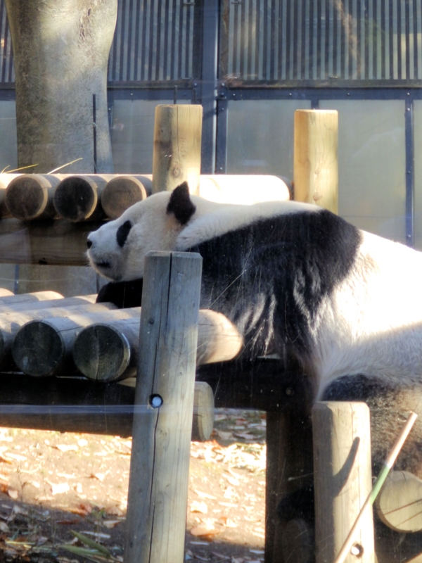 f:id:garadanikki:20141211121922j:plain