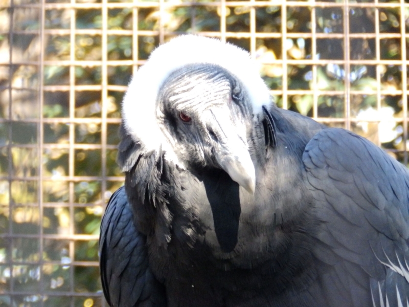 f:id:garadanikki:20141211121927j:plain