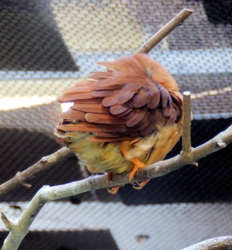 f:id:garadanikki:20141211121941j:plain