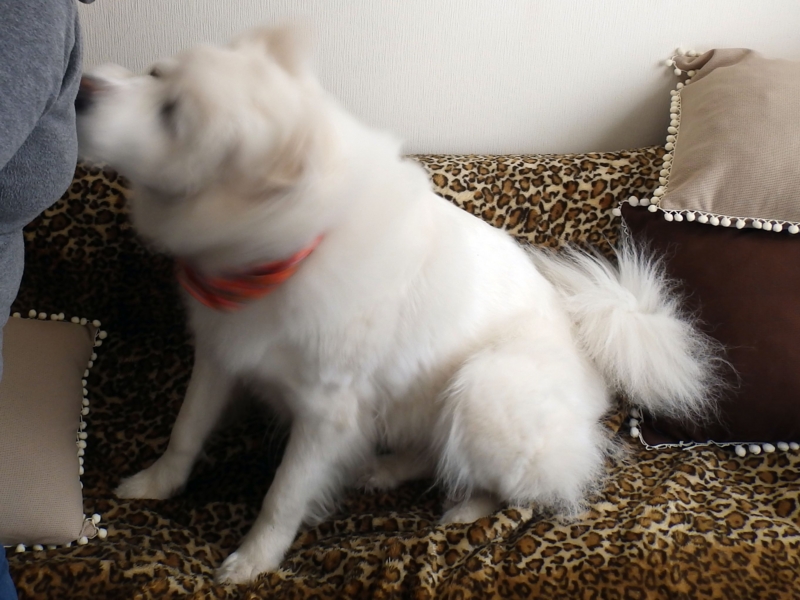 f:id:garadanikki:20141222104130j:plain