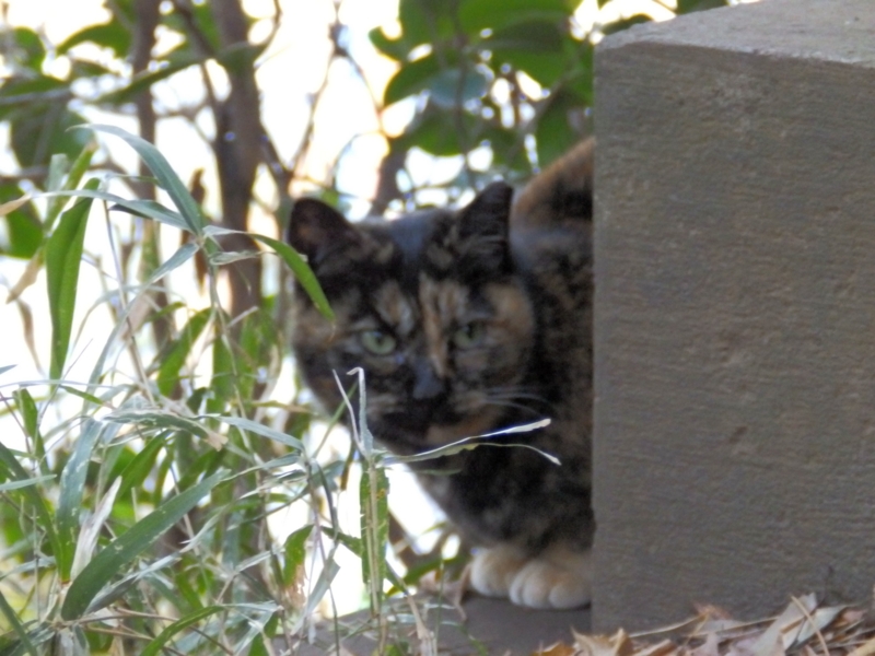 f:id:garadanikki:20150212112118j:plain