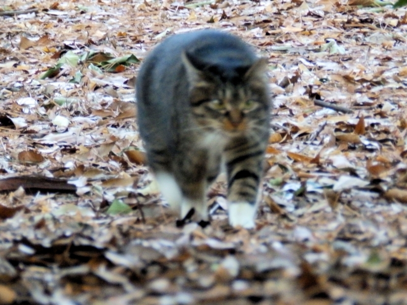 f:id:garadanikki:20150212112120j:plain