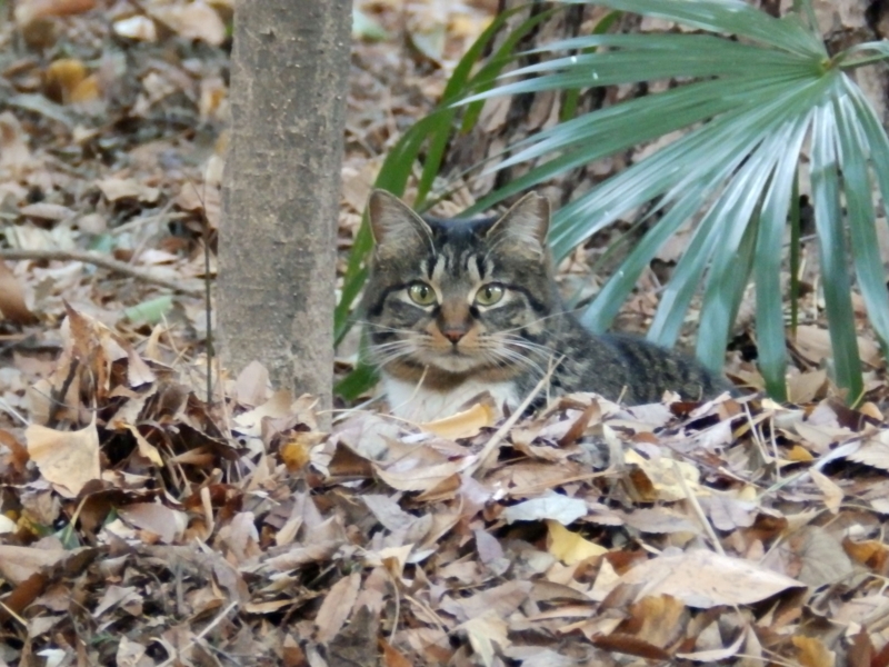 f:id:garadanikki:20150212112121j:plain