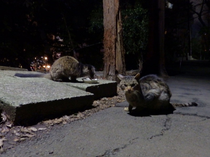 f:id:garadanikki:20150314152854j:plain