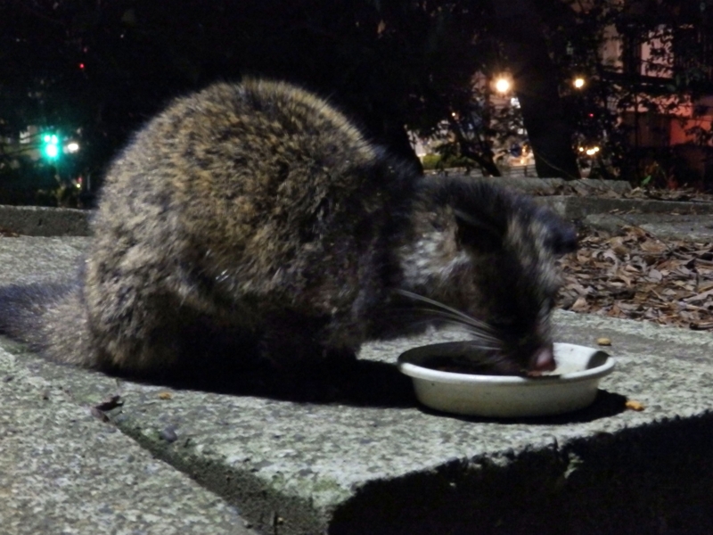 f:id:garadanikki:20150314152855j:plain