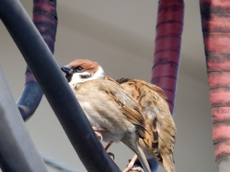 f:id:garadanikki:20150317120615j:plain