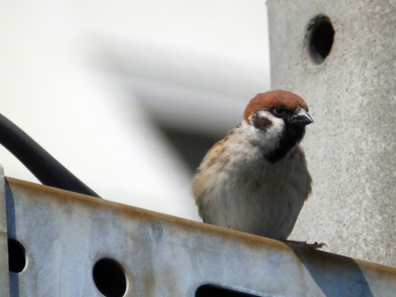 f:id:garadanikki:20150317120616j:plain