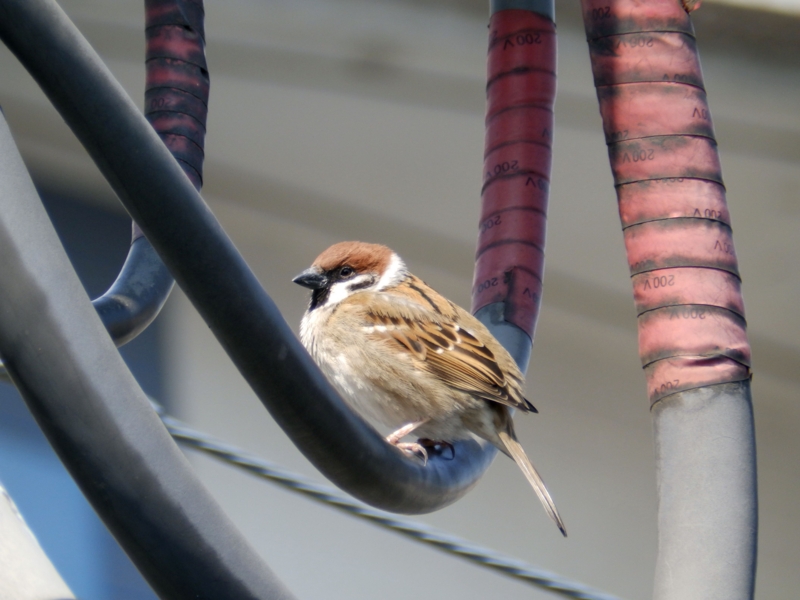 f:id:garadanikki:20150317120618j:plain