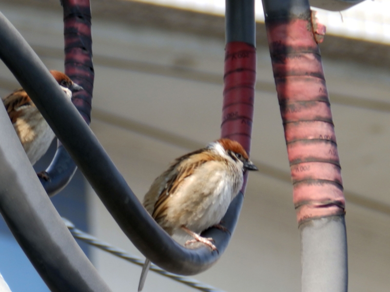 f:id:garadanikki:20150317120620j:plain