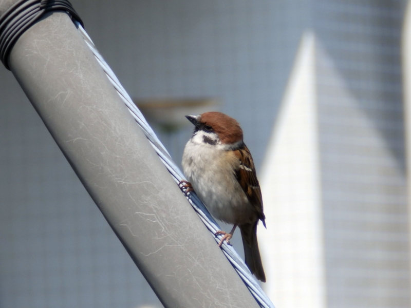 f:id:garadanikki:20150317120622j:plain