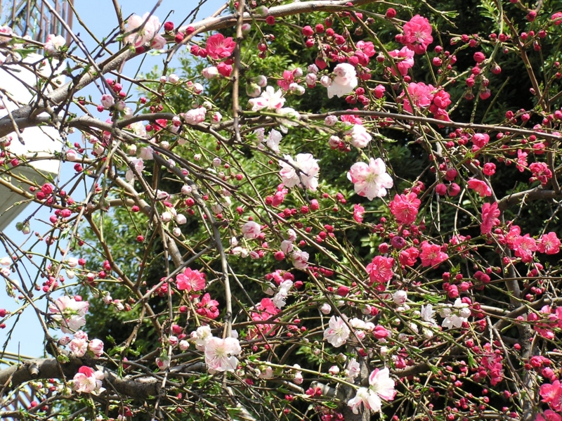 f:id:garadanikki:20150321144643j:plain