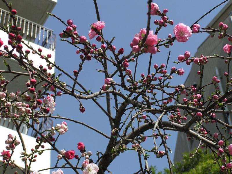 f:id:garadanikki:20150321144644j:plain