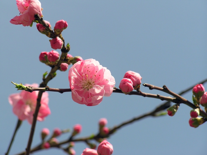 f:id:garadanikki:20150321144645j:plain