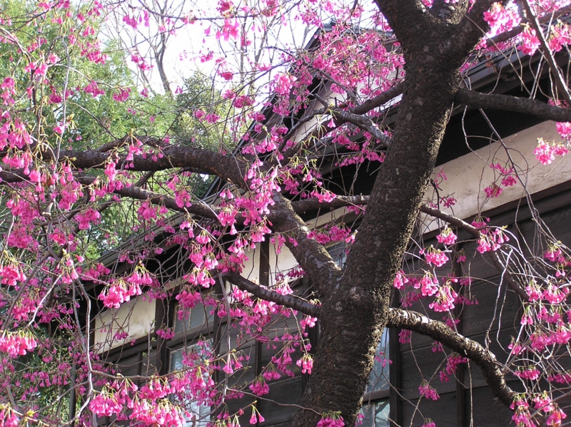 f:id:garadanikki:20150331115052j:plain f:id:garadanikki:20150331115052j:plain