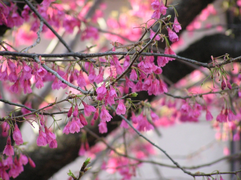 クリックすると大きくなります f:id:garadanikki:20150331115053j:plain