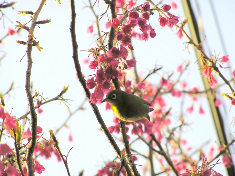 クリックすると大きくなります f:id:garadanikki:20150331115055j:plain