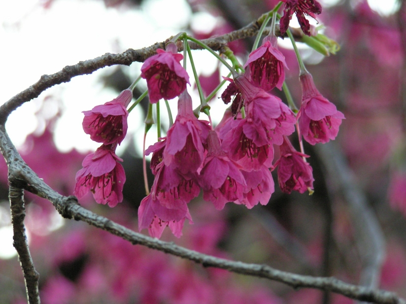 f:id:garadanikki:20150331115103j:plain f:id:garadanikki:20150331115103j:plain