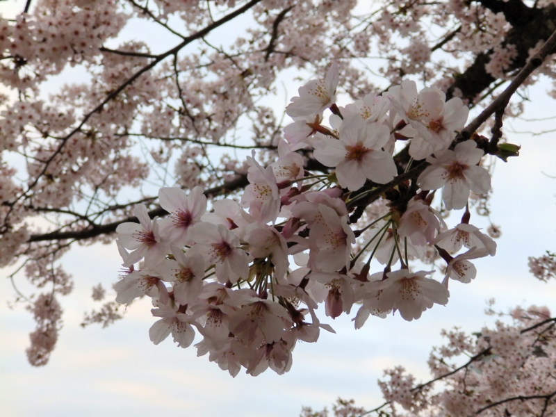 f:id:garadanikki:20150405232247j:plain