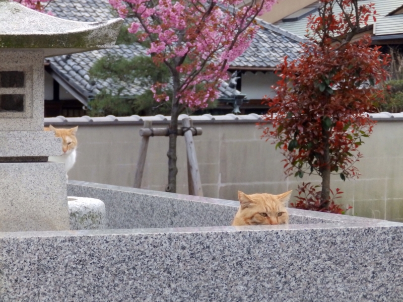 f:id:garadanikki:20150405232255j:plain