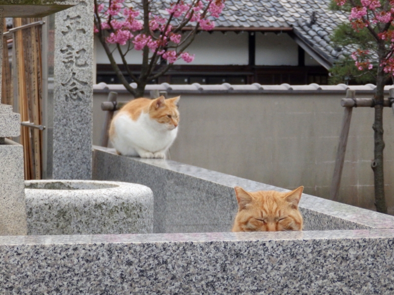 f:id:garadanikki:20150405232256j:plain