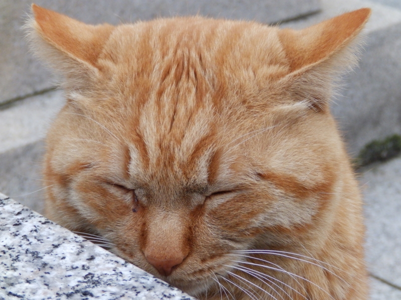 f:id:garadanikki:20150405232259j:plain