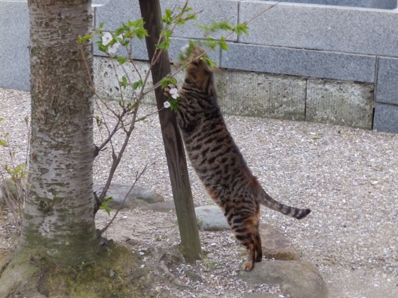 f:id:garadanikki:20150405232301j:plain