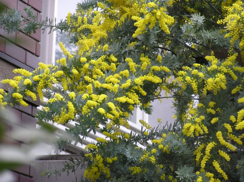 f:id:garadanikki:20150406014208j:plain