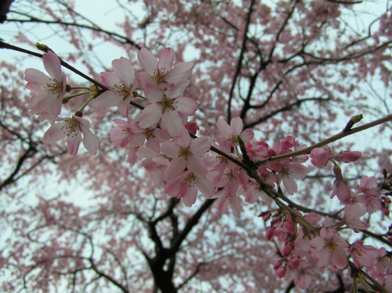 f:id:garadanikki:20150407105552j:plain