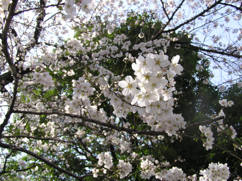 f:id:garadanikki:20150407105555j:plain
