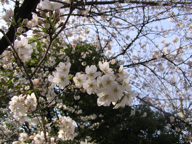 f:id:garadanikki:20150407105556j:plain