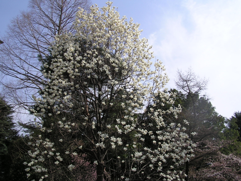 f:id:garadanikki:20150407105558j:plain