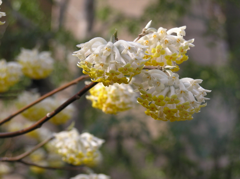 f:id:garadanikki:20150407105559j:plain
