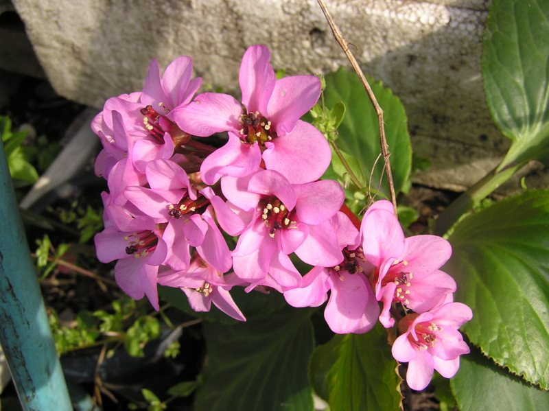 f:id:garadanikki:20150407105604j:plain