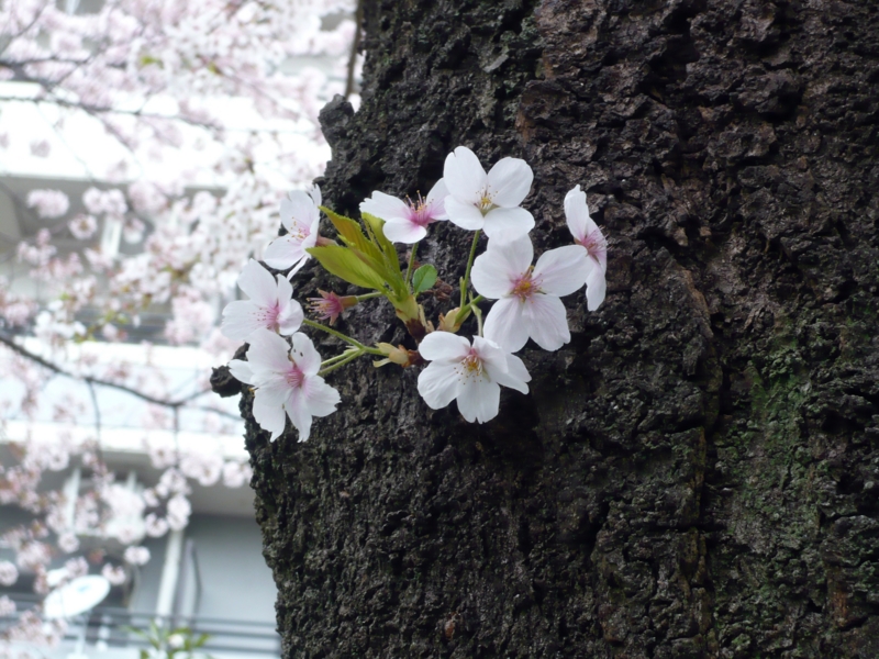 f:id:garadanikki:20150408132736j:plain