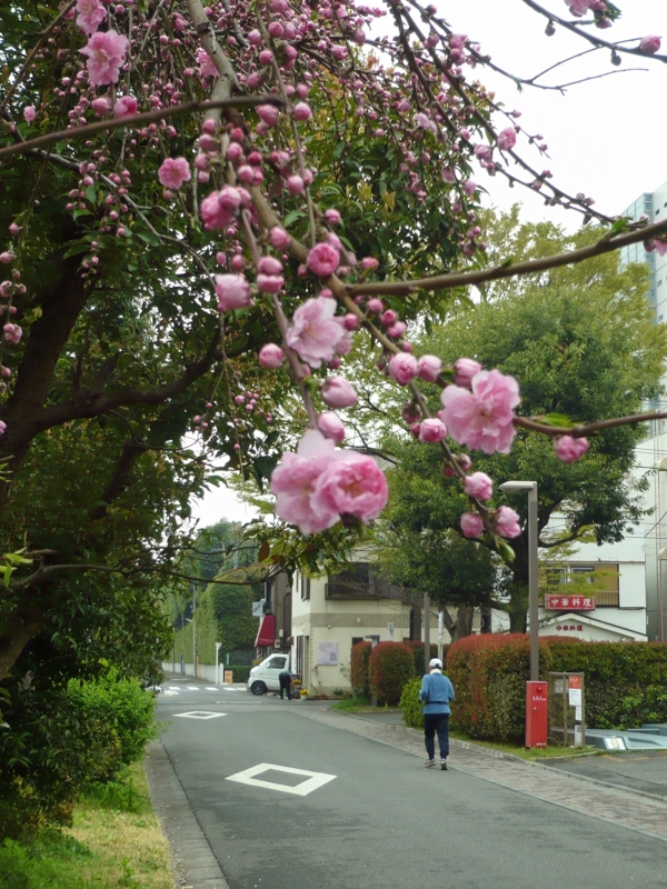 f:id:garadanikki:20150408132746j:plain