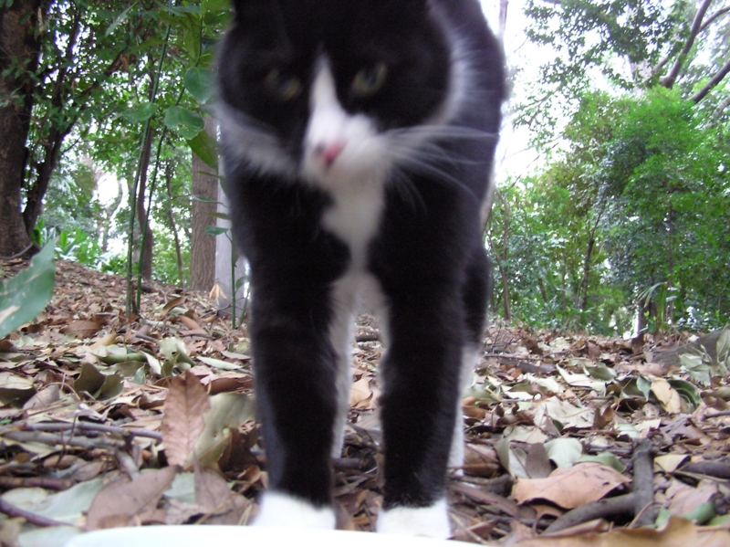 f:id:garadanikki:20150408141024j:plain