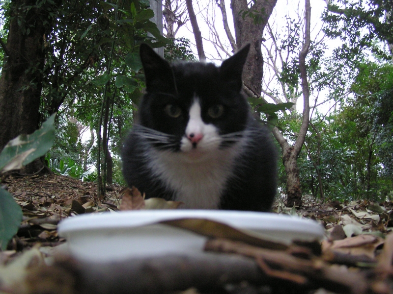 f:id:garadanikki:20150408141026j:plain