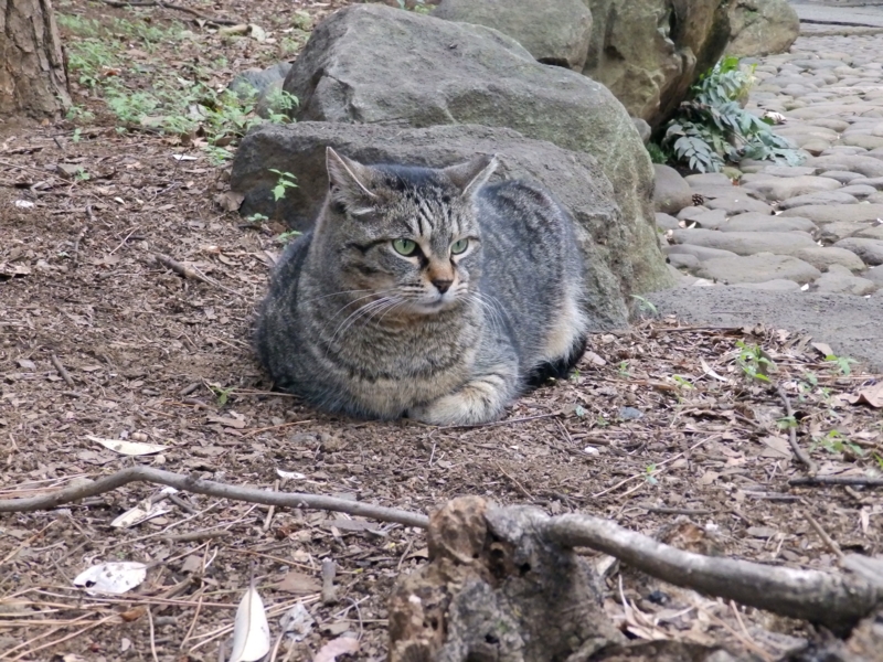 クリックすると大きくなります f:id:garadanikki:20150409095917j:plain