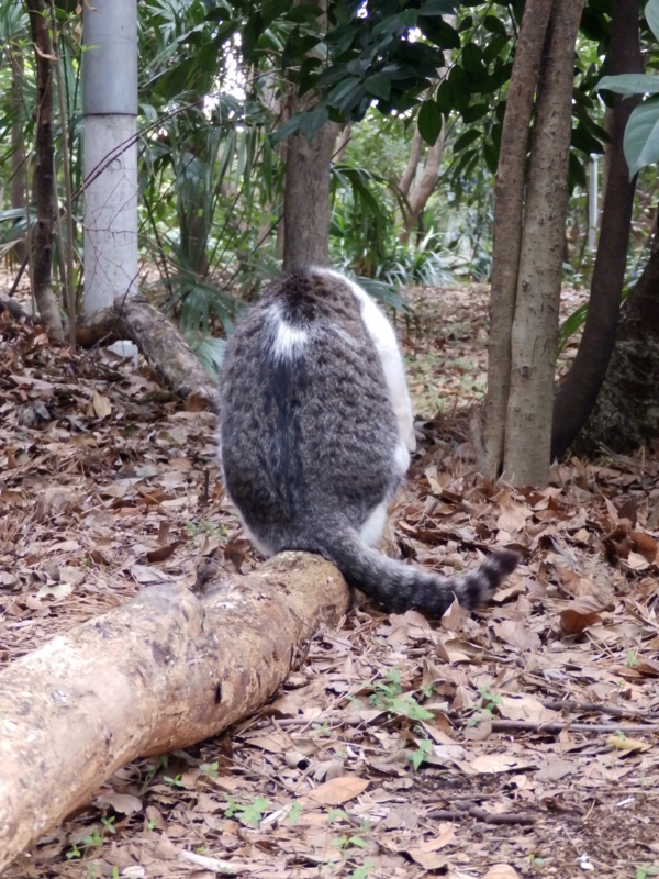 クリックすると大きくなります f:id:garadanikki:20150409095918j:plain