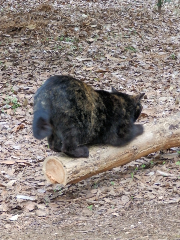 f:id:garadanikki:20150409101537j:plain