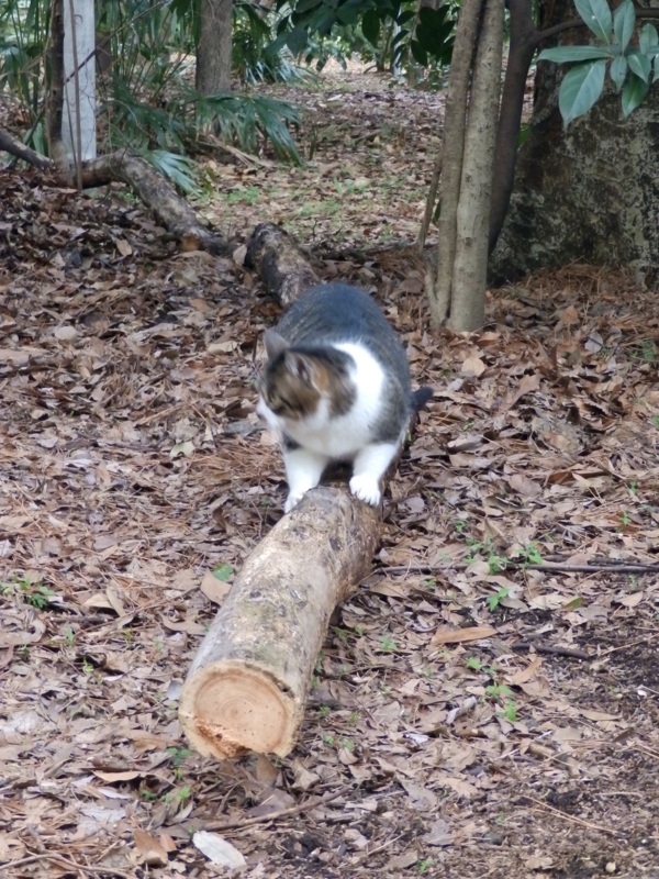 f:id:garadanikki:20150412114717j:plain