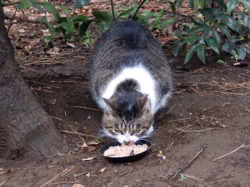 f:id:garadanikki:20150412114719j:plain