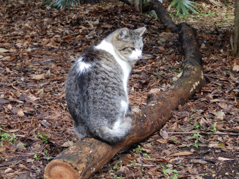 f:id:garadanikki:20150412114723j:plain