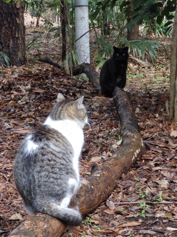 f:id:garadanikki:20150412114725j:plain