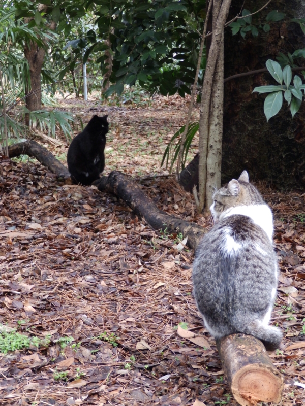 f:id:garadanikki:20150412114726j:plain