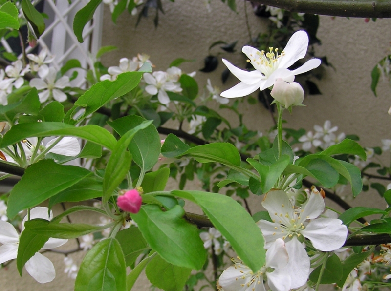 f:id:garadanikki:20150413100950j:plain