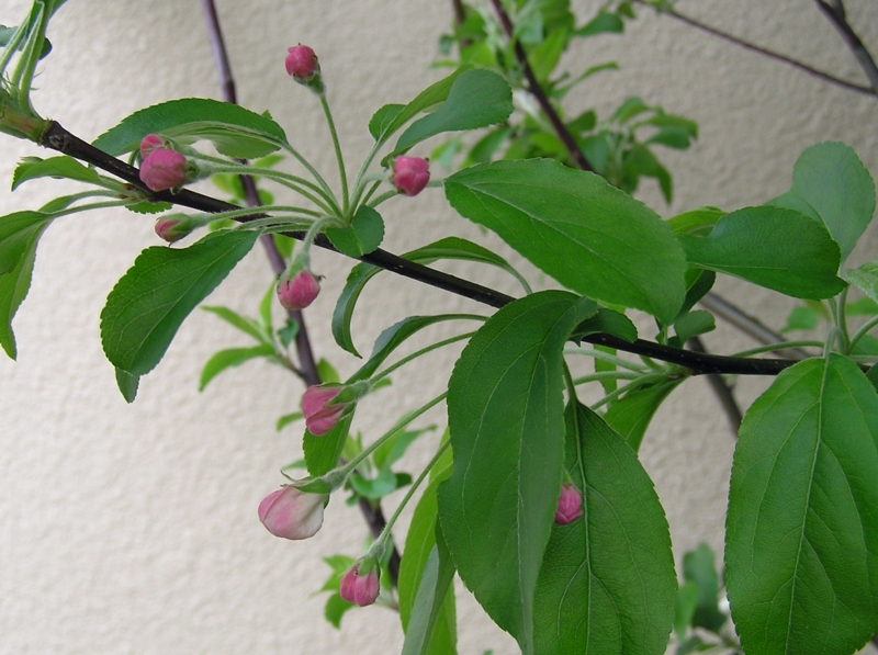 f:id:garadanikki:20150413100951j:plain