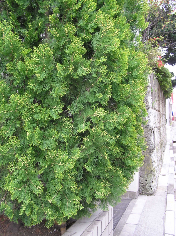 f:id:garadanikki:20150413100957j:plain